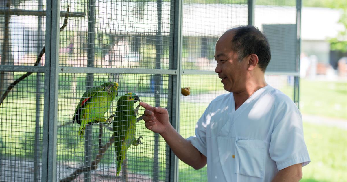 Son Than Tran ser inn i et bur med papegøyer
