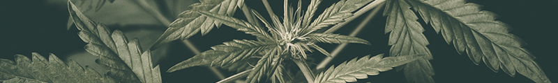 Utsnitt av en cannabisplante (foto: Colourbox)